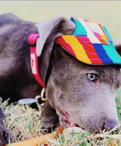 Custom Made Dog Hats