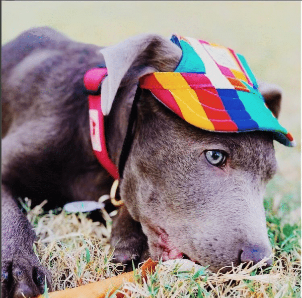 Custom Made Dog Hat