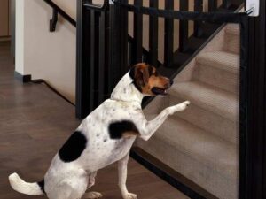 Dogvio Safety Door Guard