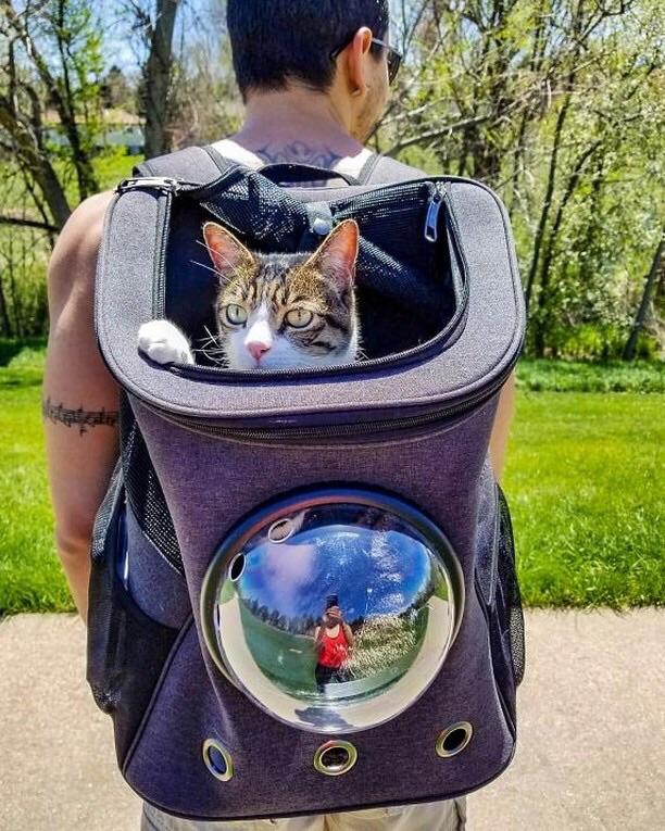 "The Fat Cat" Cat Backpack Buy Today Get 75 Off Wowelo