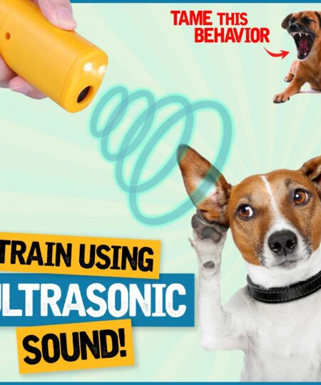 Anti Barking Training Devices