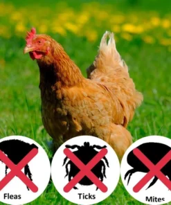 [PROMO 30% OFF] PoultryCare™ Lice Shower Drop