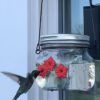 Beautiful Hummingbird Feeder With Three Ports