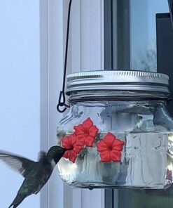 Ushqyes i bukur i kolibrit me tre porte