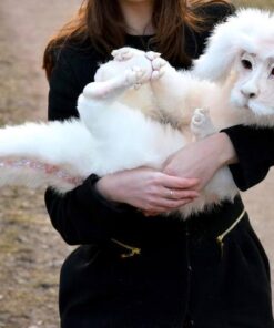 Falkor from The Neverending Story