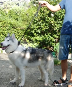 2021 Must-Have Dog Car Seat Belt