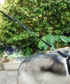 2021 Must-Have Dog Car Seat Belt