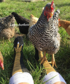 Чарапе за пилеће ноге🔥Божићне чарапе Смешни поклон🎁