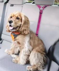 2021 Must-Have Dog Car Seat Belt