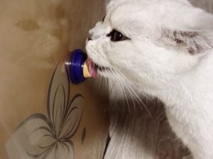LICKI-CIOUS CAT TREAT