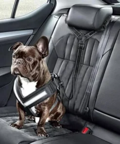 2021 Must-Have Dog Car Seat Belt