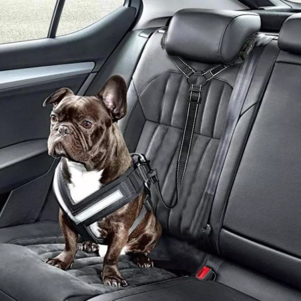 2020 ต้องมีเข็มขัดนิรภัยในรถยนต์สำหรับสุนัข