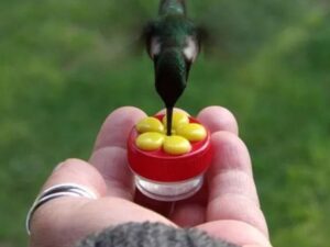 (🔥Summer Hot Sale - Save 50% OFF) Handheld Hummingbird Feeder