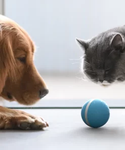 [Hot Sale] Motion Ball