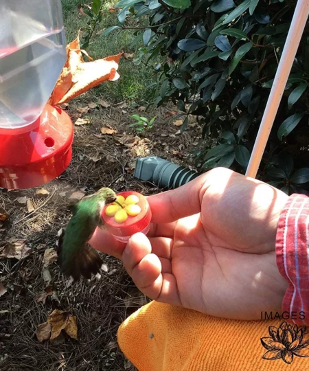 Close Range Hummingbird Feeder