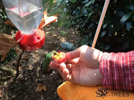 Hummingbird Feeder in 'n nabye reeks