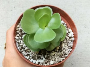 Last Day Promotion🔥 Petal Leaf Succulent---BUY 1 GET 1 FREE