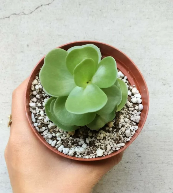 Nkwalite ụbọchị ikpeazụ🔥 Petal Leaf Succulent --- Zụrụ 1 Nweta 1 n'efu