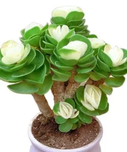 Last Day Promotion🔥 Petal Leaf Succulent---BUY 1 GET 1 FREE