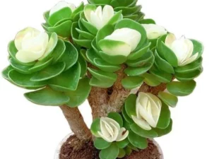 Last Day Promotion🔥 Petal Leaf Succulent---BUY 1 GET 1 FREE
