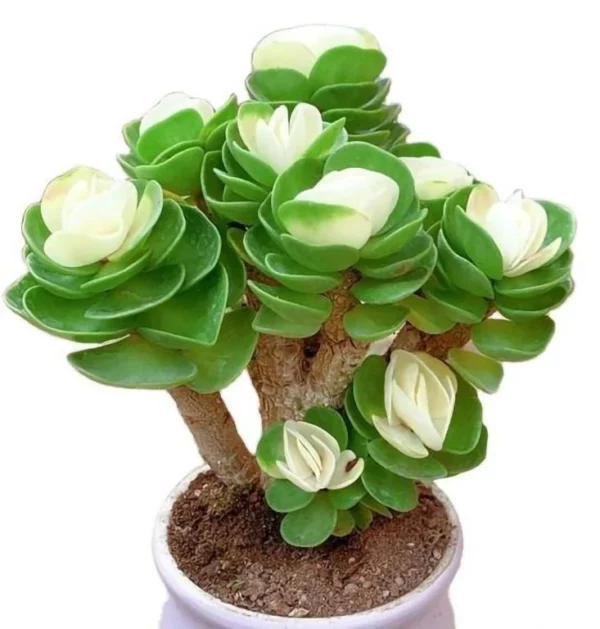 Nkwalite ụbọchị ikpeazụ🔥 Petal Leaf Succulent --- Zụrụ 1 Nweta 1 n'efu