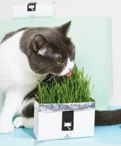 Vetreska™ DIY Self Grow Cat Grass