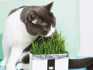 Vetreska™ DIY Self Grow Cat Grass