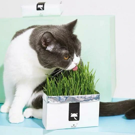 I-Vetreska™ DIY Self Grow Cat Grass