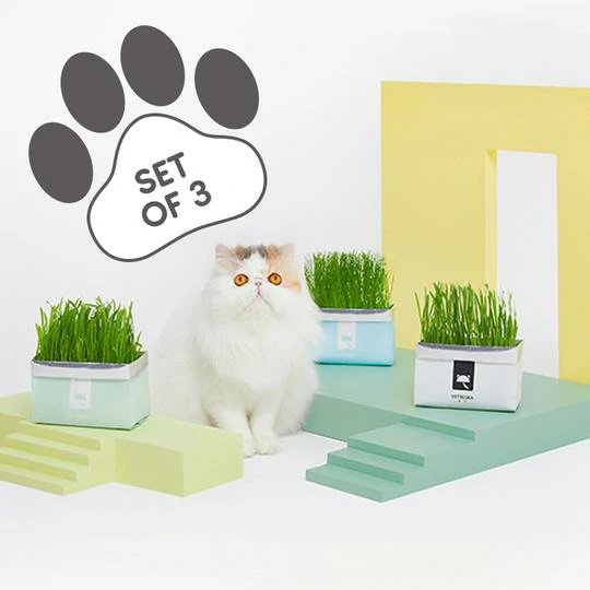 I-Vetreska™ DIY Self Grow Cat Grass