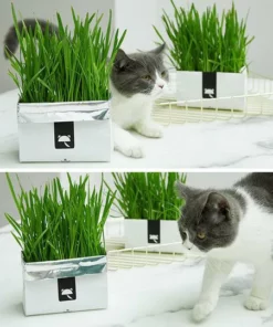 Vetreska™ DIY Self Grow Cat Grass