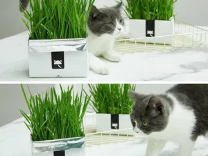 Vetreska™ DIY Self Grow Cat Grass