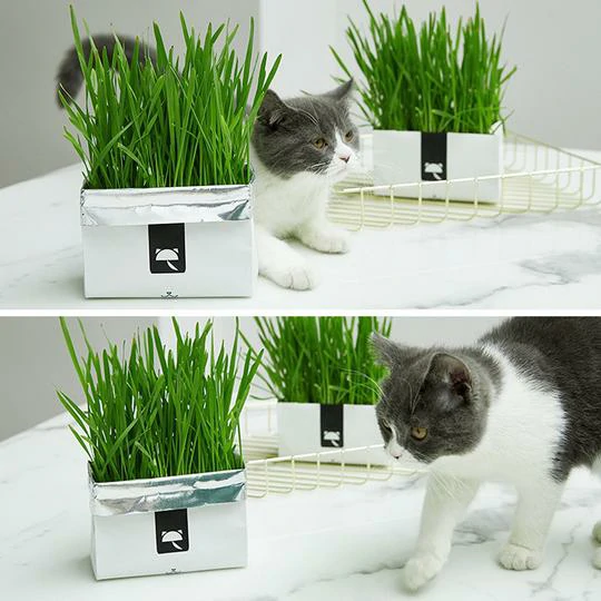 Vetreska™ DIY Self Grow Cat Grass