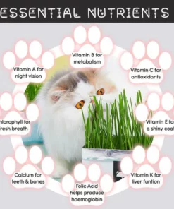 Vetreska™ DIY Self Grow Cat Grass