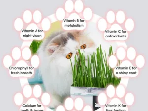 Vetreska™ DIY Self Grow Cat Grass
