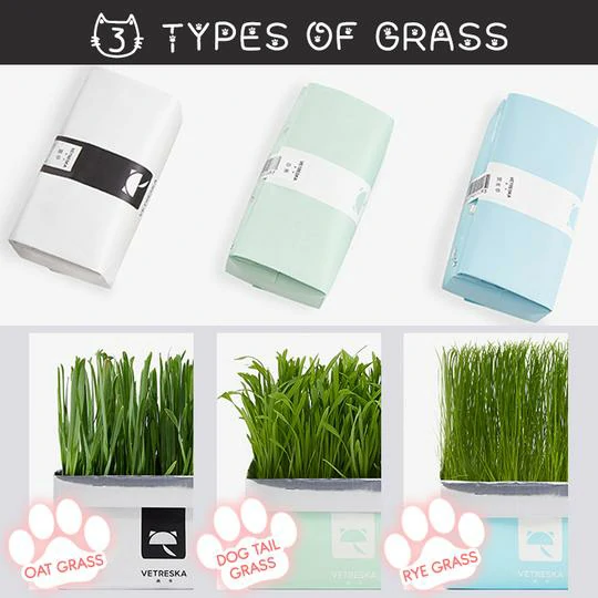 Vetreska™ DIY Cat Grass sels groeie