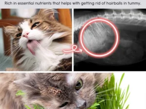 Vetreska™ DIY Self Grow Cat Grass