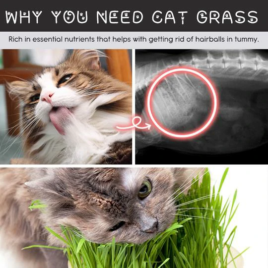 Vetreska™ DIY Cat Grass sels groeie