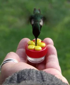 Close Range Hummingbird Feeder