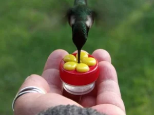 Close Range Hummingbird Feeder