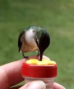 Close Range Hummingbird Feeder