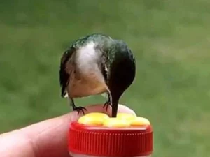 Close Range Hummingbird Feeder