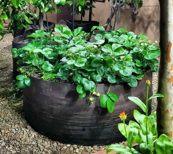 (SPRING HOT SALE - SAVE 50% OFF) Garden Raised Planting Bed