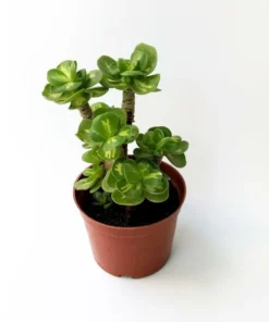 Laaste dag-promosie🔥 Petal Leaf Vetplant ---KOOP 1 KRY 1 GRATIS