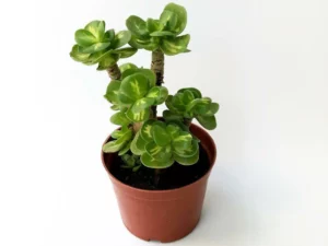Last Day Promotion🔥 Petal Leaf Succulent---BUY 1 GET 1 FREE