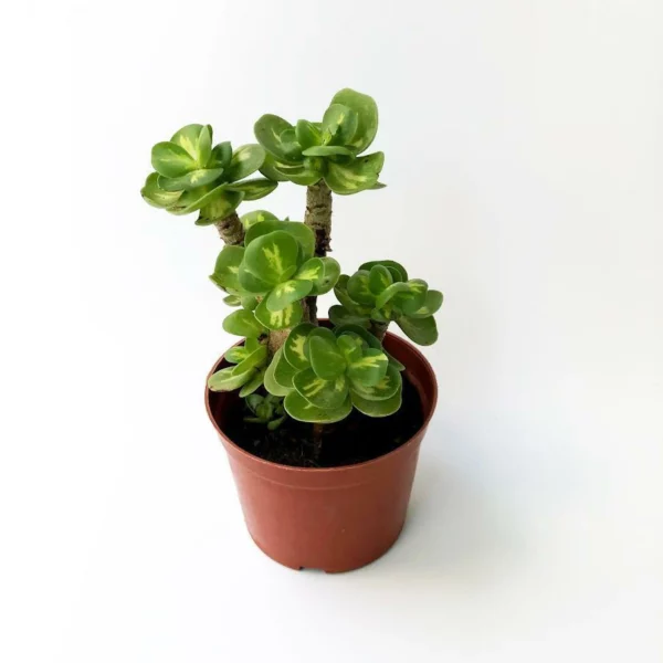 Nkwalite ụbọchị ikpeazụ🔥 Petal Leaf Succulent --- Zụrụ 1 Nweta 1 n'efu