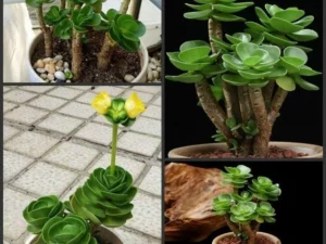 Last Day Promotion🔥 Petal Leaf Succulent---BUY 1 GET 1 FREE
