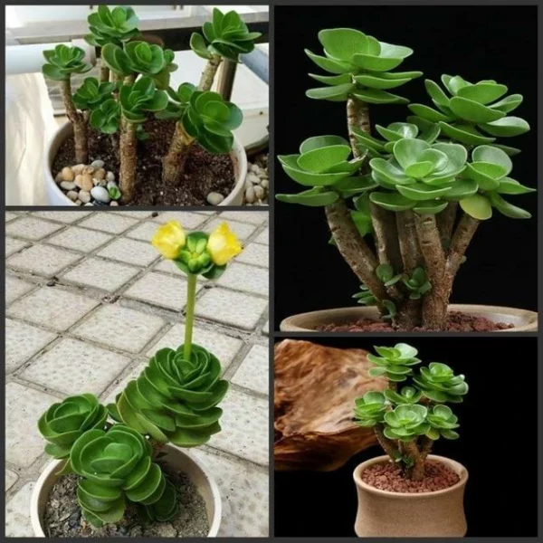 Promosi Hari Terakhir🔥 Petal Leaf Succulent---BELI 1 PERCUMA 1