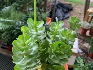 Last Day Promotion🔥 Petal Leaf Succulent---BUY 1 GET 1 FREE