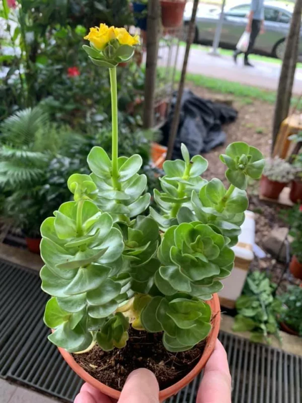 Last Day Promotion🔥 Petal Leaf Succulent---BUY 1 GET 1 FREE