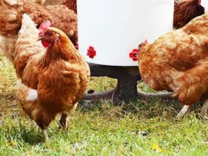 【BUY MORE SAVE MORE】Horizontal Side Mount Chicken Waterer